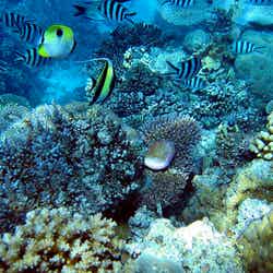 豊かなサンゴ礁／photo by Mads Boedker