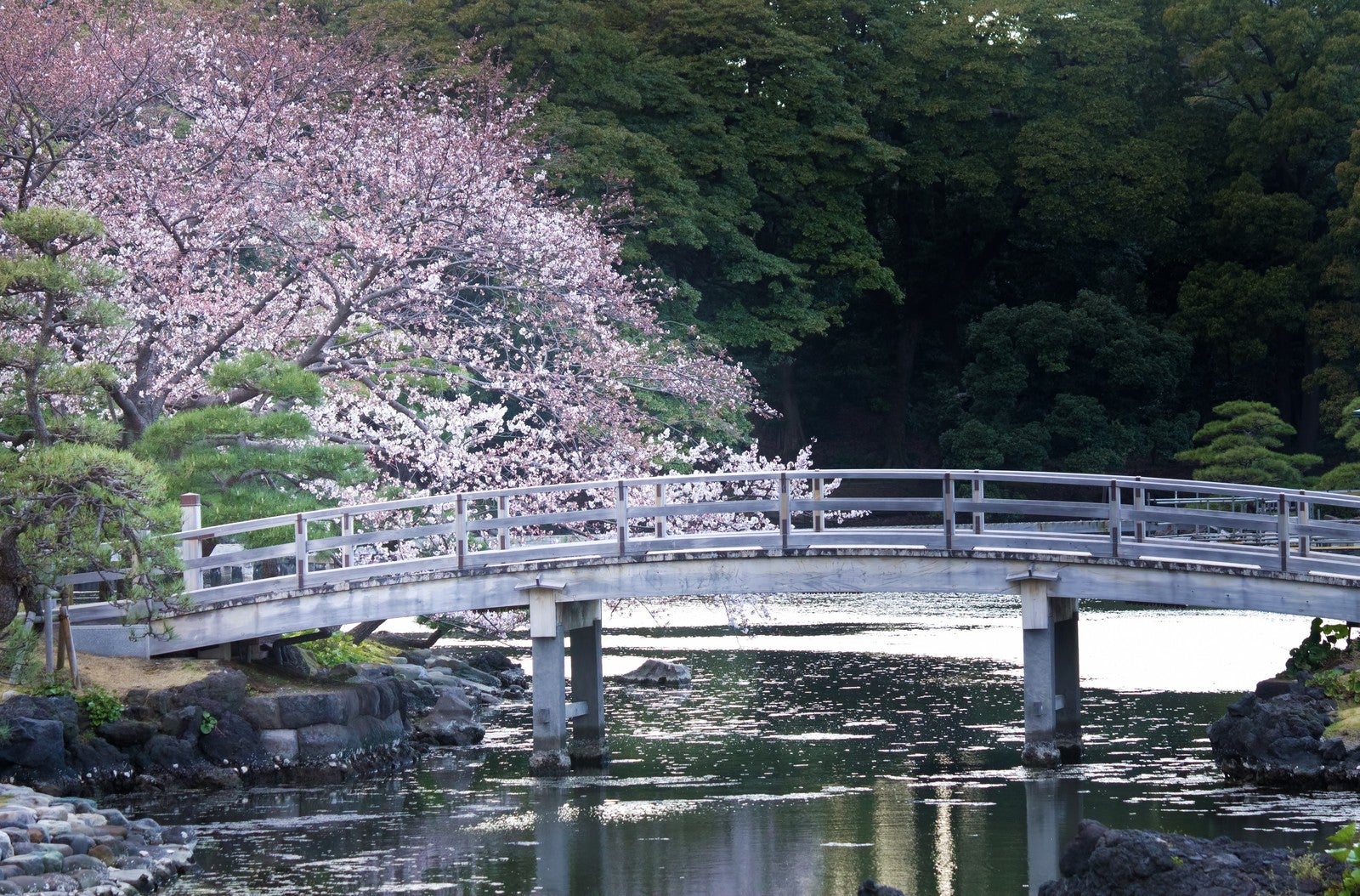 浜離宮の桜／photo by 写真素材ぱくたそ／photo by 写真素材ぱくたそ