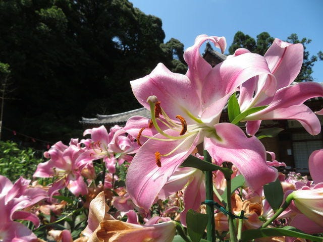 松尾寺