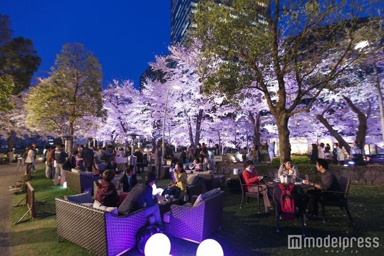 夜桜ライトアップが幻想的♡東京ミッドタウンで楽しむ華やかな春／画像提供：東京ミッドタウンマネジメント