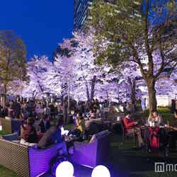夜桜ライトアップが幻想的♡東京ミッドタウンで楽しむ華やかな春／画像提供：東京ミッドタウンマネジメント