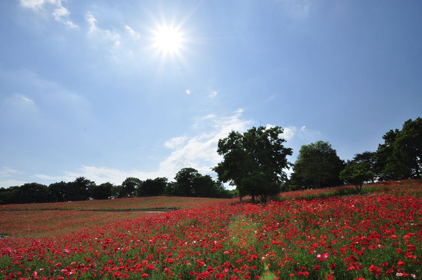 週末何する?次の休みに行くお出かけスポット9選【5月27日~28日】