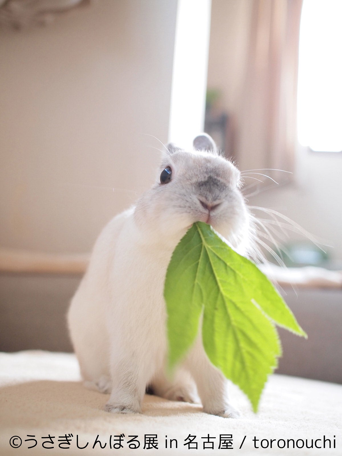 「うさぎしんぼる展 in 名古屋」／画像提供：株式会社BACON