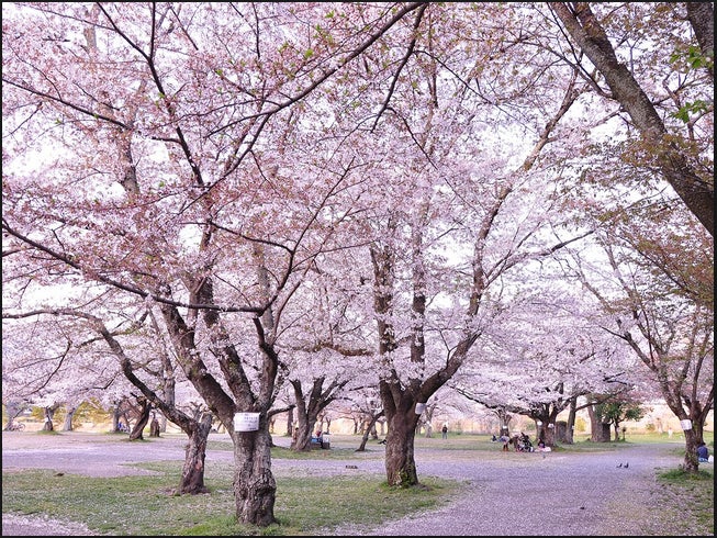 嵐山公園／京都写真壁紙より