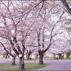 嵐山公園/京都写真壁紙より