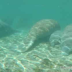 野生のマナティー/画像提供:CBCテレビ