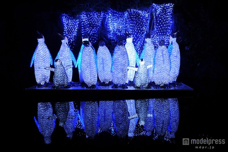 イルミネーション※過去写真