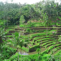 バリ・ウブド/photo by Pandu Adnyana