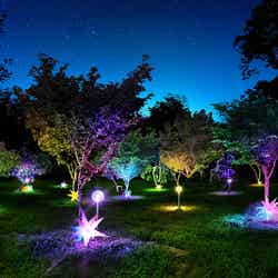 花と光のムーブメント 小金井公園ナイトパーク ワンダー/提供素材