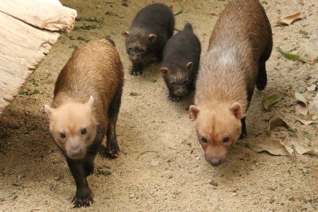 大人も子どもも癒される…♡人気動物園に“ブッシュドッグ”のかわいい赤ちゃんが誕生