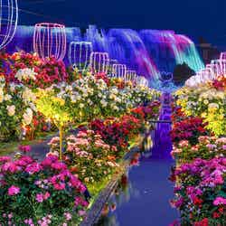 ハウステンボス、アジア最大級120万本のバラ祭開催 夜はライトアップで幻想的に／画像提供：ハウステンボス
