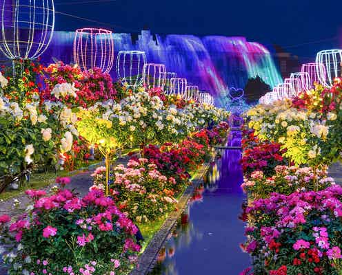 ハウステンボス、アジア最大級120万本のバラ祭開催 夜はライトアップで幻想的に