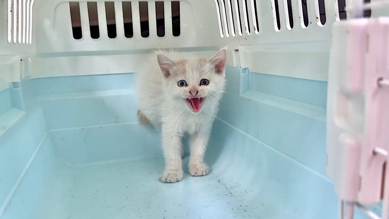 もちまる日記、足にケガを負った猫を保護したと報告