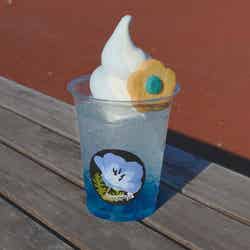 国営ひたち海浜公園/提供画像