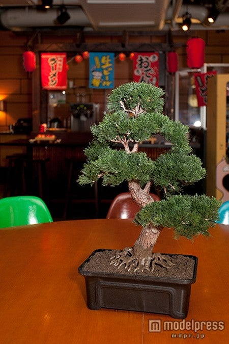盆栽も展示／撮影：Kaori Suzuki