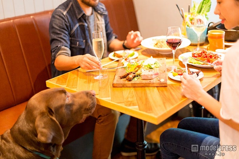 女子会もOK、渋谷のお洒落過ぎるドッグカフェ~週末グルメシリーズ~