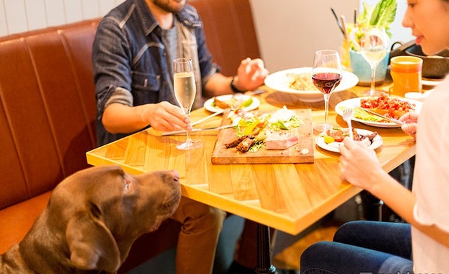 女子会もok 渋谷のお洒落過ぎるドッグカフェ 週末グルメシリーズ 女子旅プレス 女子会もok 渋谷のお洒落過ぎるドッグカフェ 週末グルメシリーズ 女子旅プレス