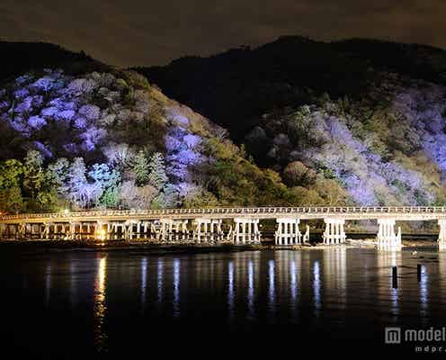 嵯峨・嵐山周辺が華やかライトアップ 「灯り」と「花」で彩られた散策路も登場