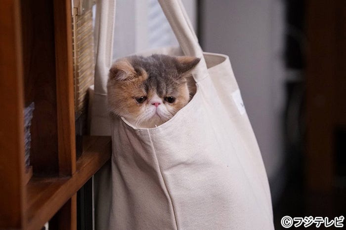 愛猫“ちくわ”「オトナ女子」第2話・場面カット/画像提供:フジテレビ