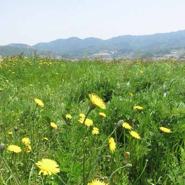 贈り物にも 幸せ な意味の花言葉19選 素敵な想いのこもった花をまとめました モデルプレス