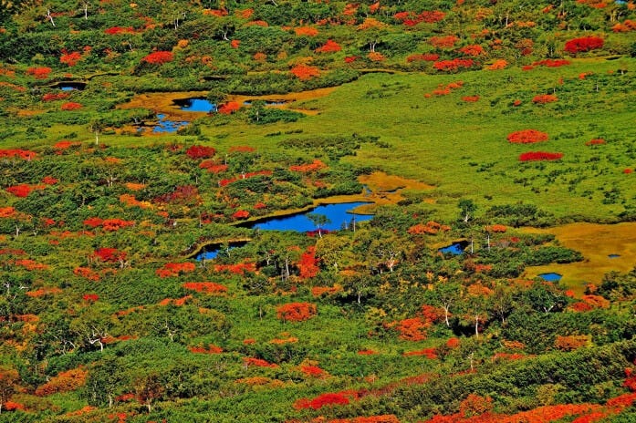 眼下に広がる錦の絨毯