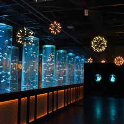 金魚と幻想の銀世界/提供画像