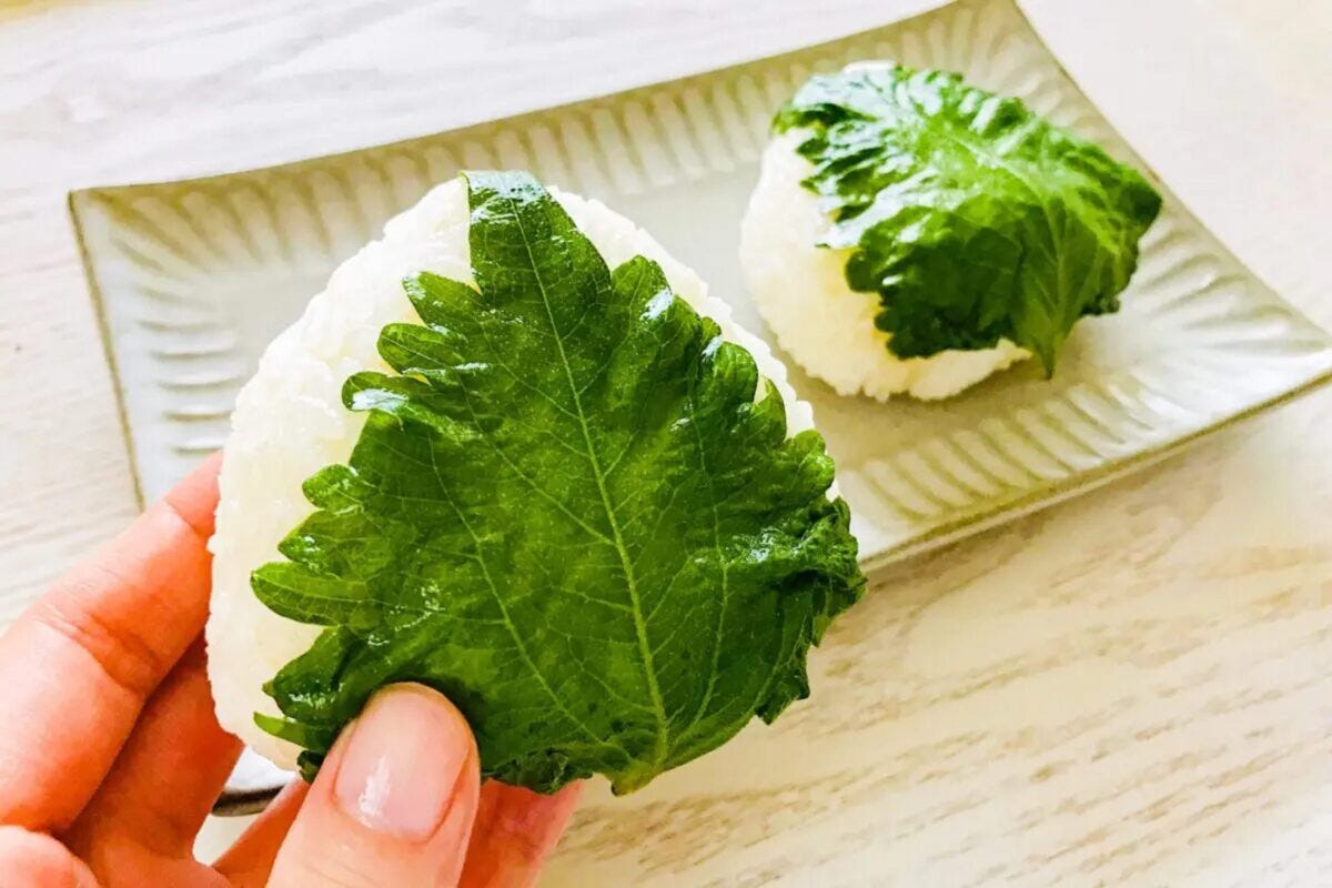 大葉の保存術
