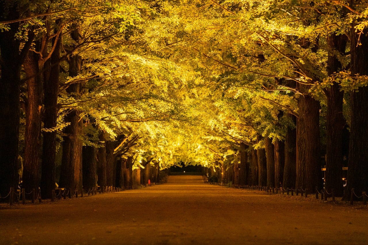国営昭和記念公園／提供画像