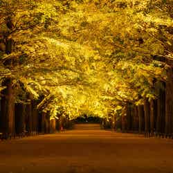 国営昭和記念公園/提供画像