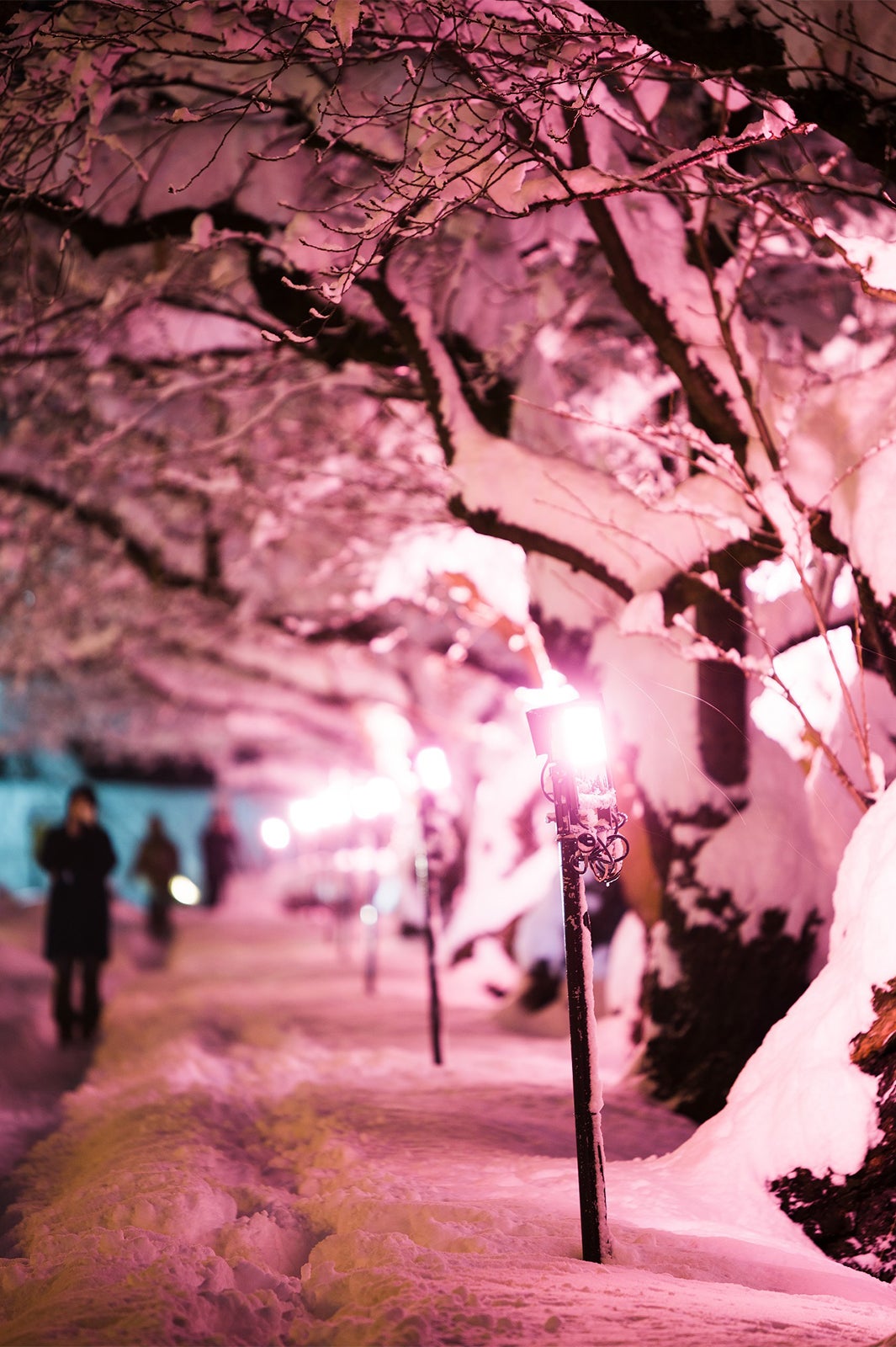 冬に咲くさくらライトアップ／画像提供：米山竜一