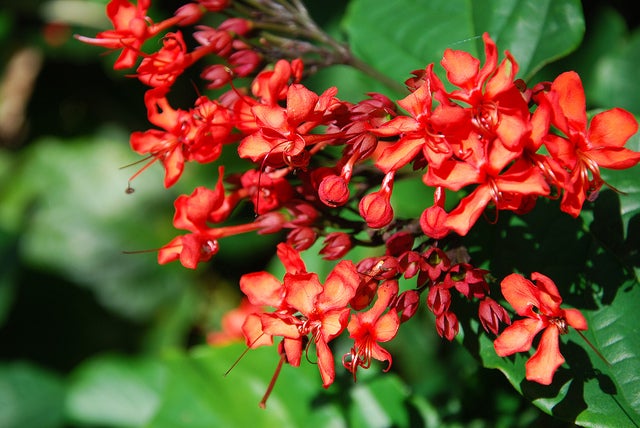 南国の花／photo by collectmoments