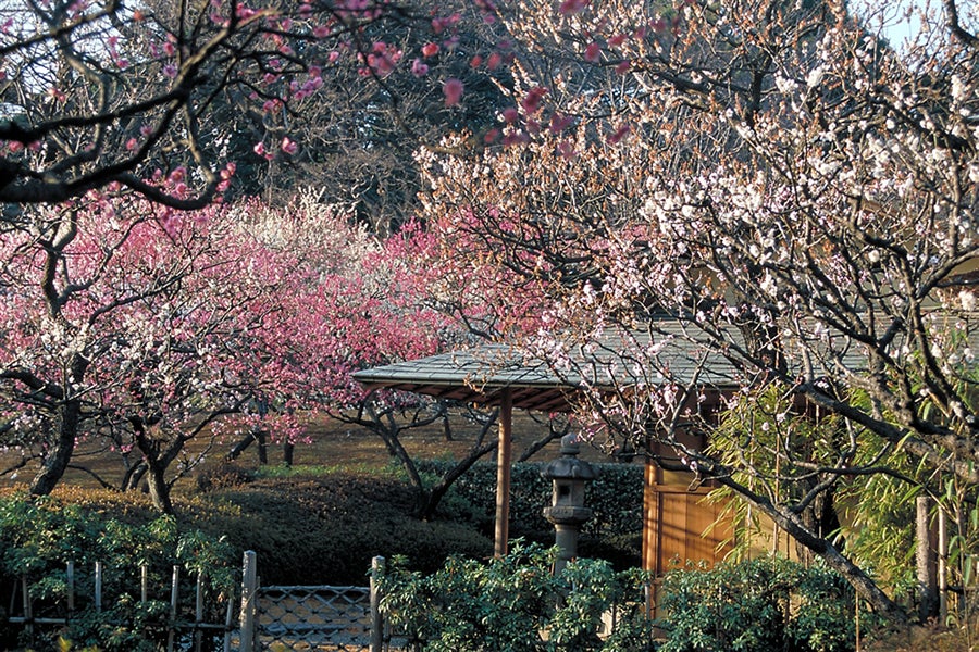 茶室・楽羽亭前
