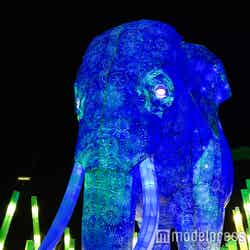 巨大なゾウのランタン(C)モデルプレス