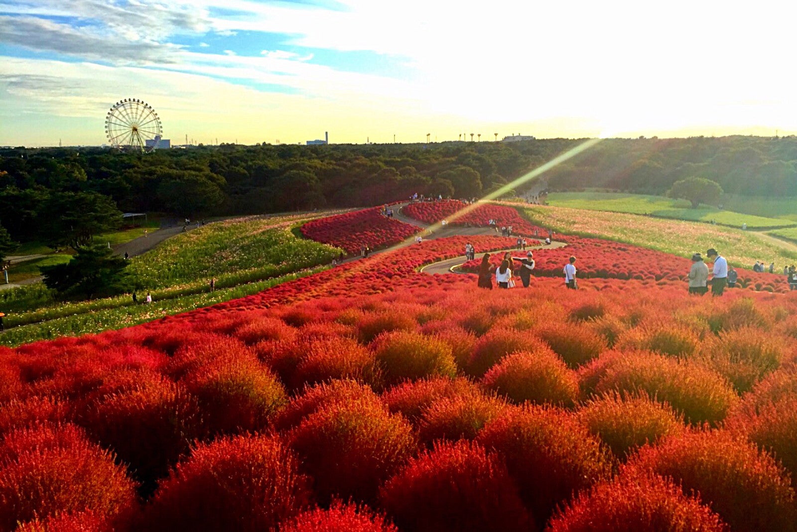 ひたち海浜公園のコキア／提供画像