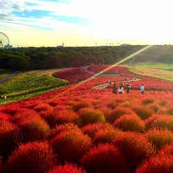ひたち海浜公園のコキア/提供画像
