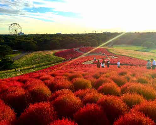 茨城県が提案する“想像超え”の体験って?行楽シーズンにぴったりの体験プランに注目