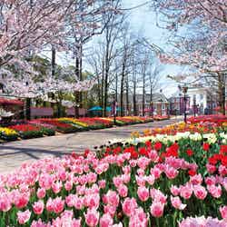 ハウステンボス、大チューリップ祭とさくら祭が同時開催　桜フードも楽しめる／画像提供：ハウステンボス