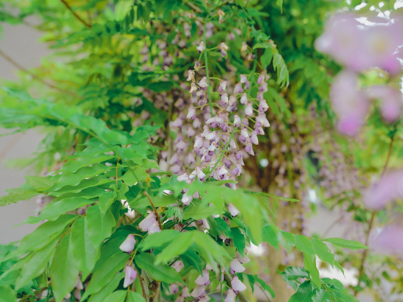 バードホテル ガーデンハウス／画像提供：GREENING