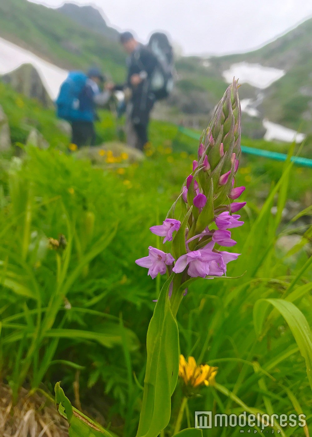 （C）モデルプレス