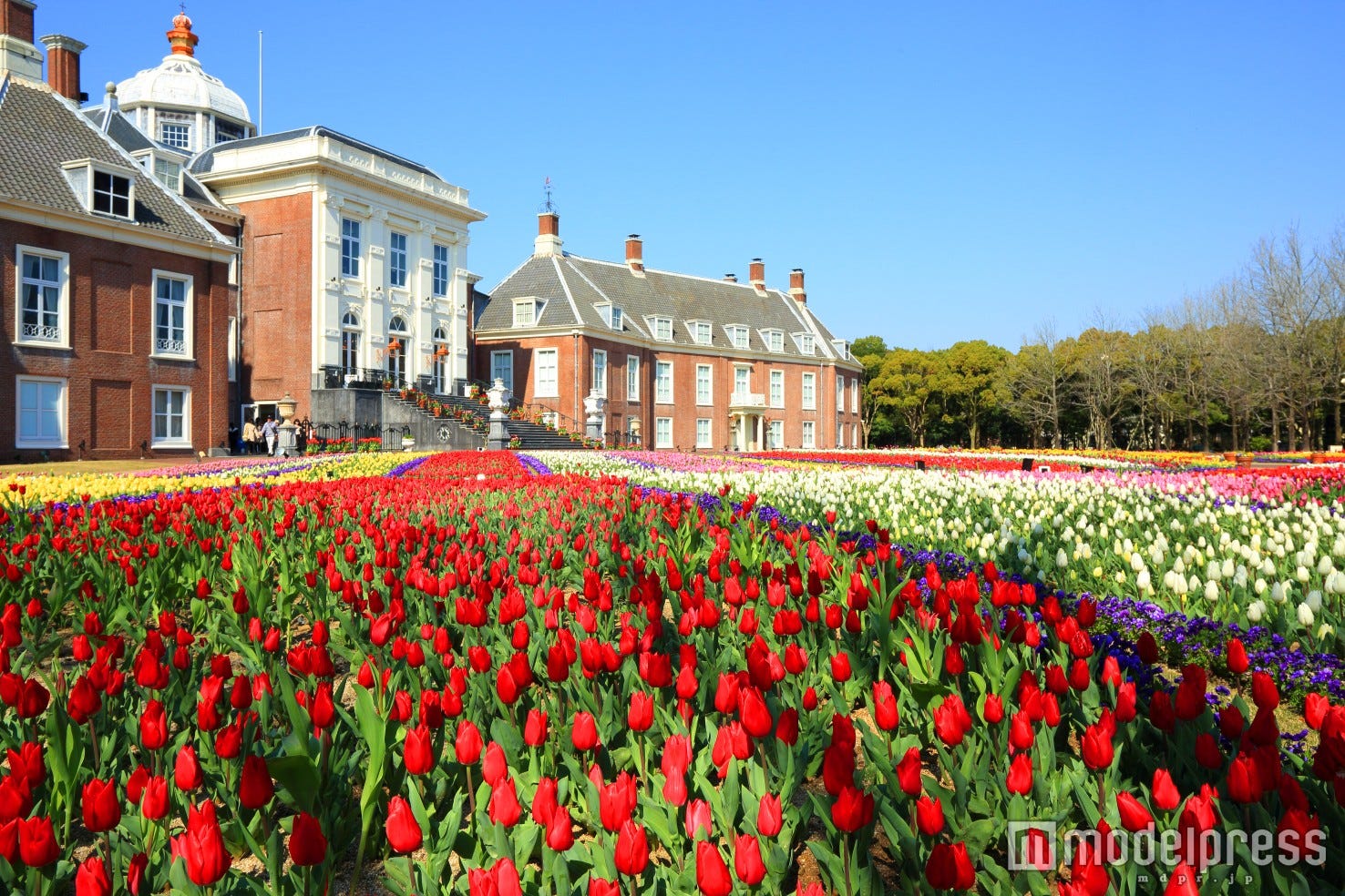 まるでヨーロッパ!極彩色のチューリップ700品種による花の絨毯がハウステンボスに登場