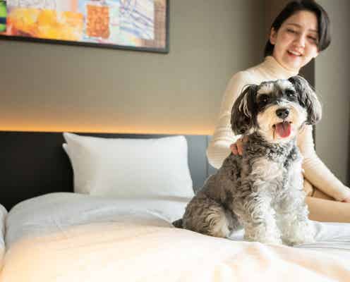 京都に愛犬と泊まれるホテル「hotel anddoggy京都二条」犬が走れるラウンジ&カフェも併設