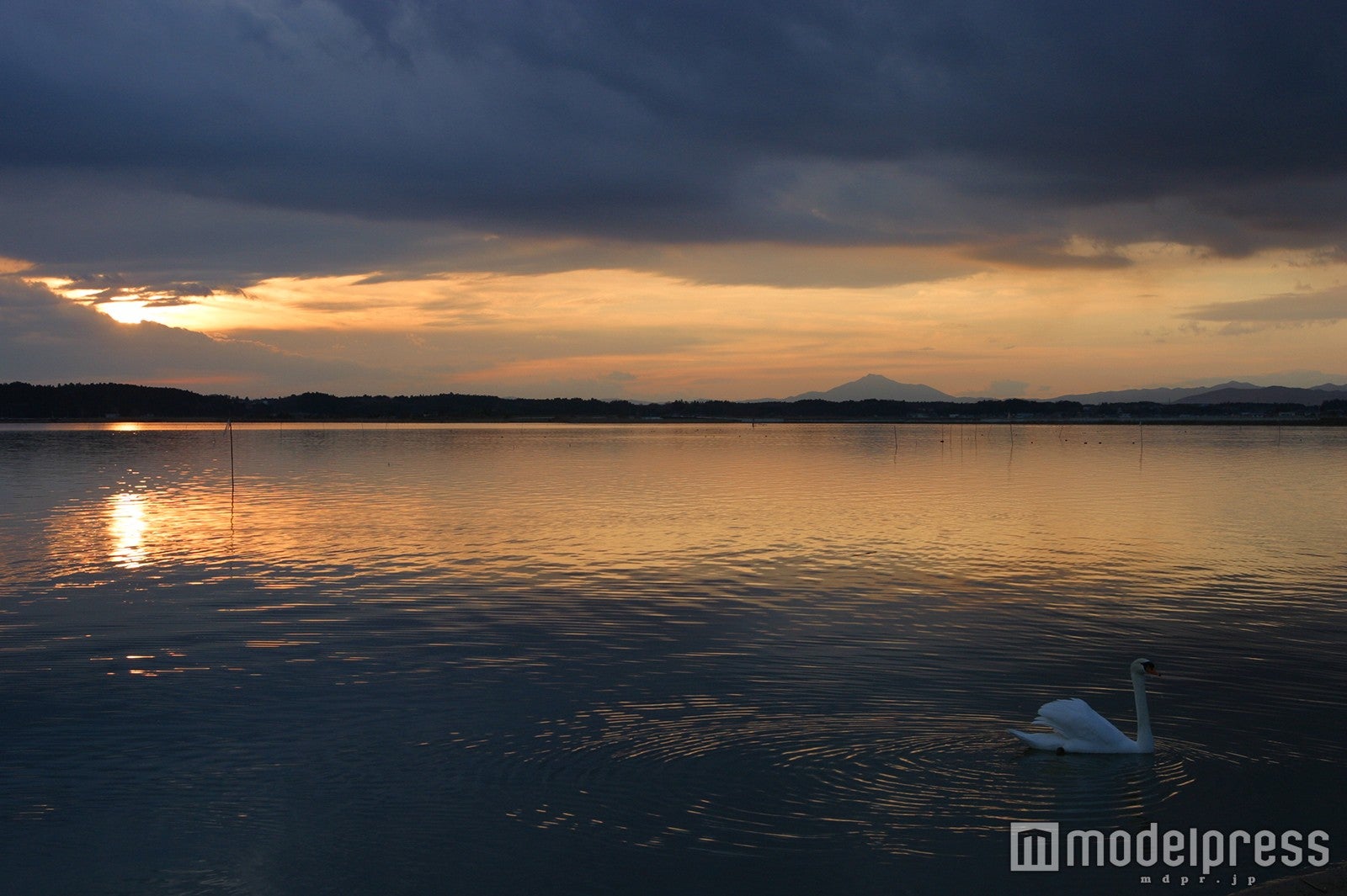 涸沼の白鳥／画像提供：（一社）茨城県観光物産協会