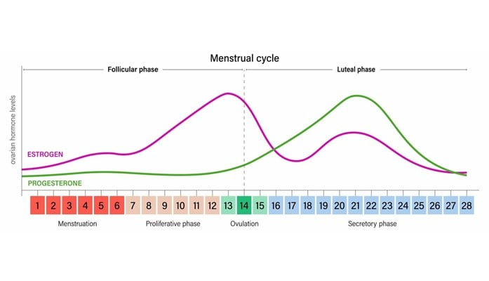 女性ホルモンのエストロゲンとプロゲステロンの1か月の変化を示すグラフ