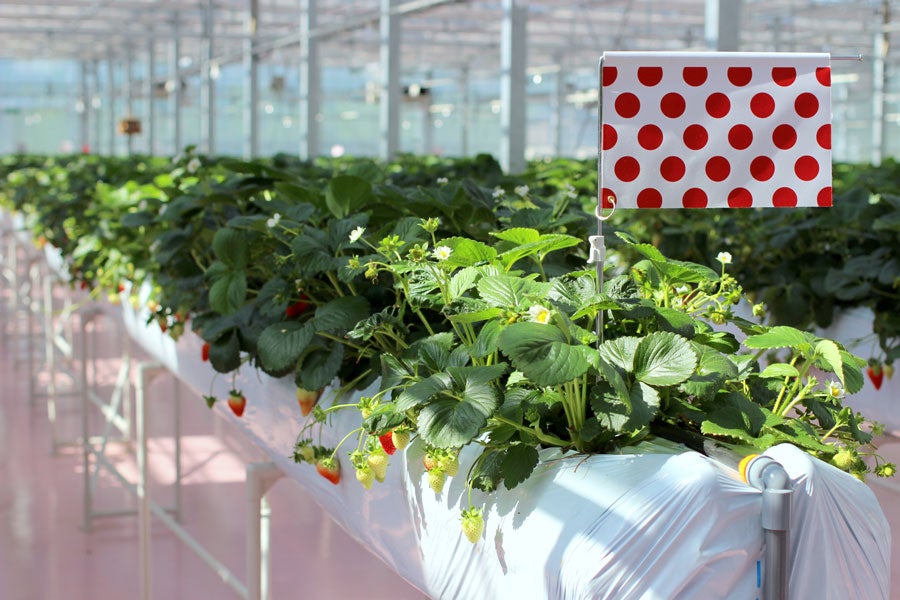 東京ストロベリーパーク ハウス