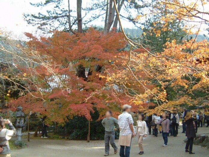 西明寺境内の紅葉・黄葉。秋は紅葉狩りの人たちで賑わいます（2004年11月21日撮影）