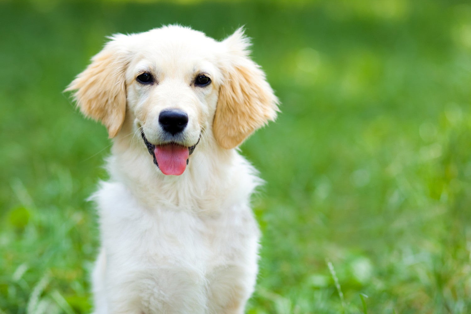 天然温泉＆プライベートスパ ドッグヴィラ千葉南房総／画像提供：ブッキングリゾート