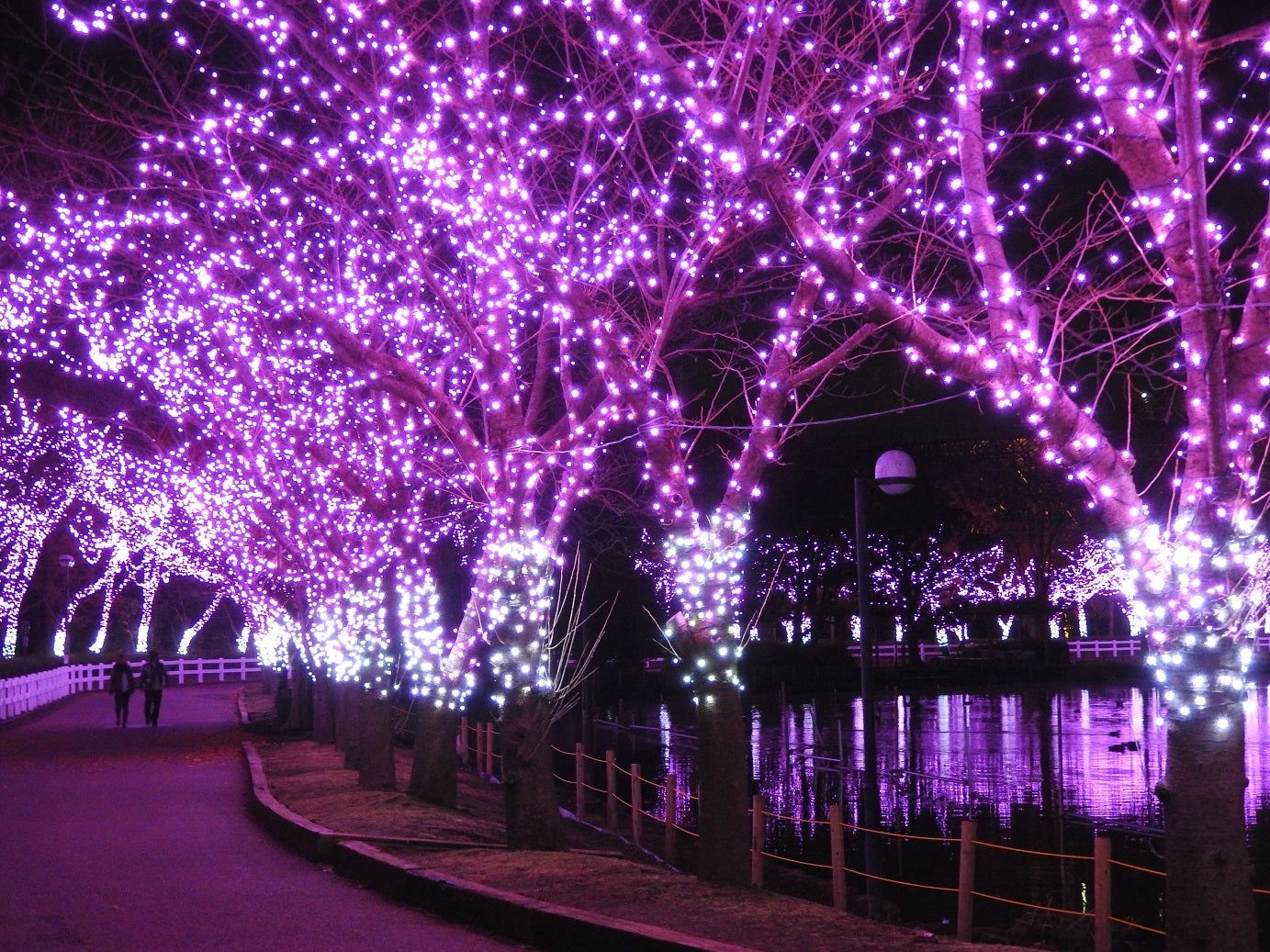 桜イルミ／画像提供：東武動物公園