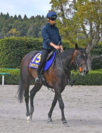【皐月賞】フォルテアンジェロ 上原佑師「体を大きく使えていて成長を感じました」 グリーンエナジーに負けず劣らずの動き披露