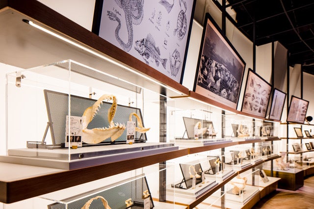 サメVR水槽のあるスペース[シャークダディズルーム] （提供画像）