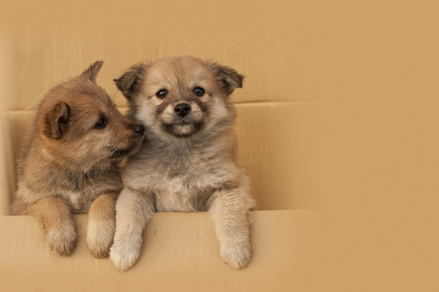 天然温泉＆プライベートスパ ドッグヴィラ千葉南房総／画像提供：ブッキングリゾート